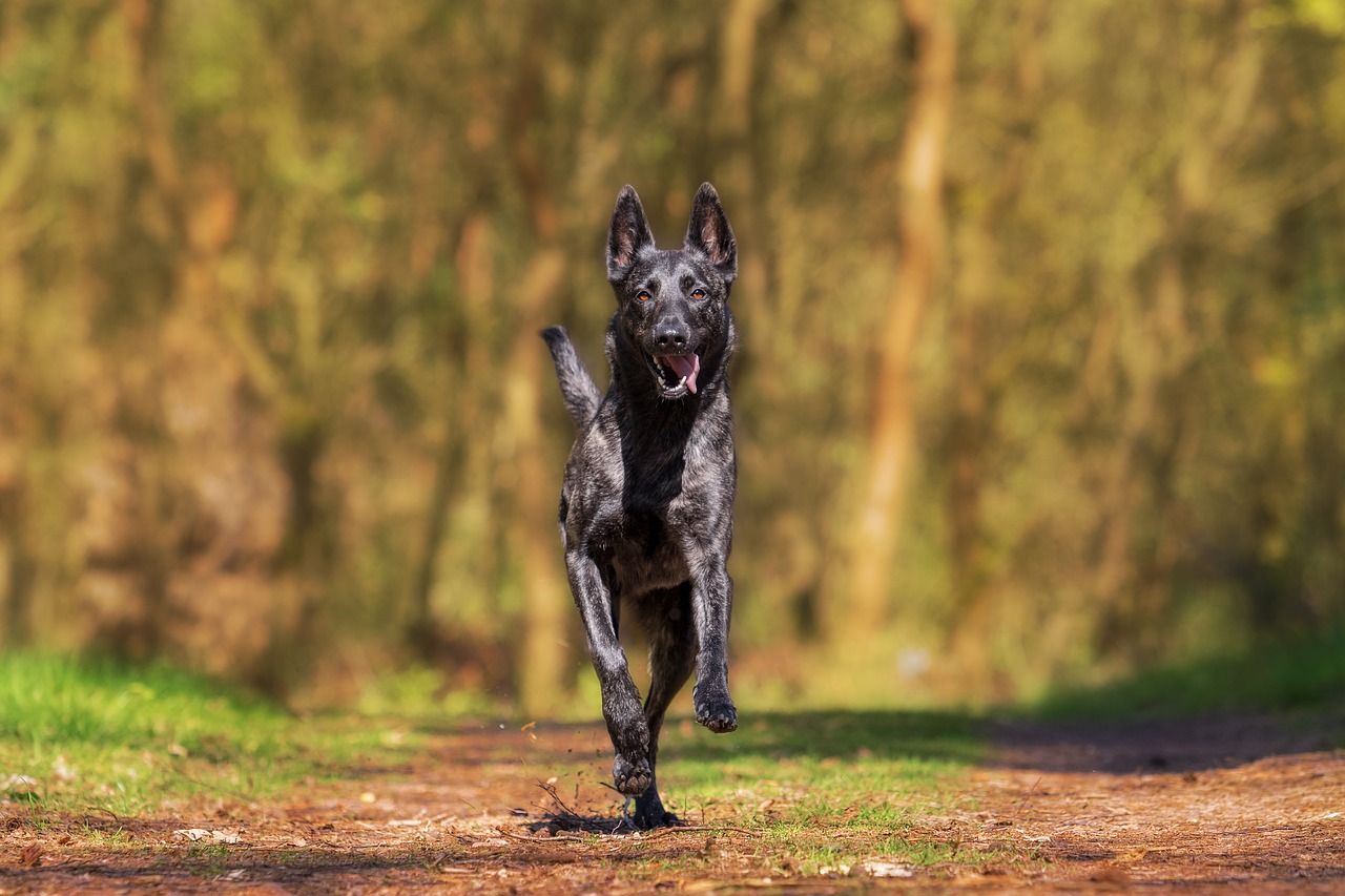 Les meilleurs livres sur le dressage de chien