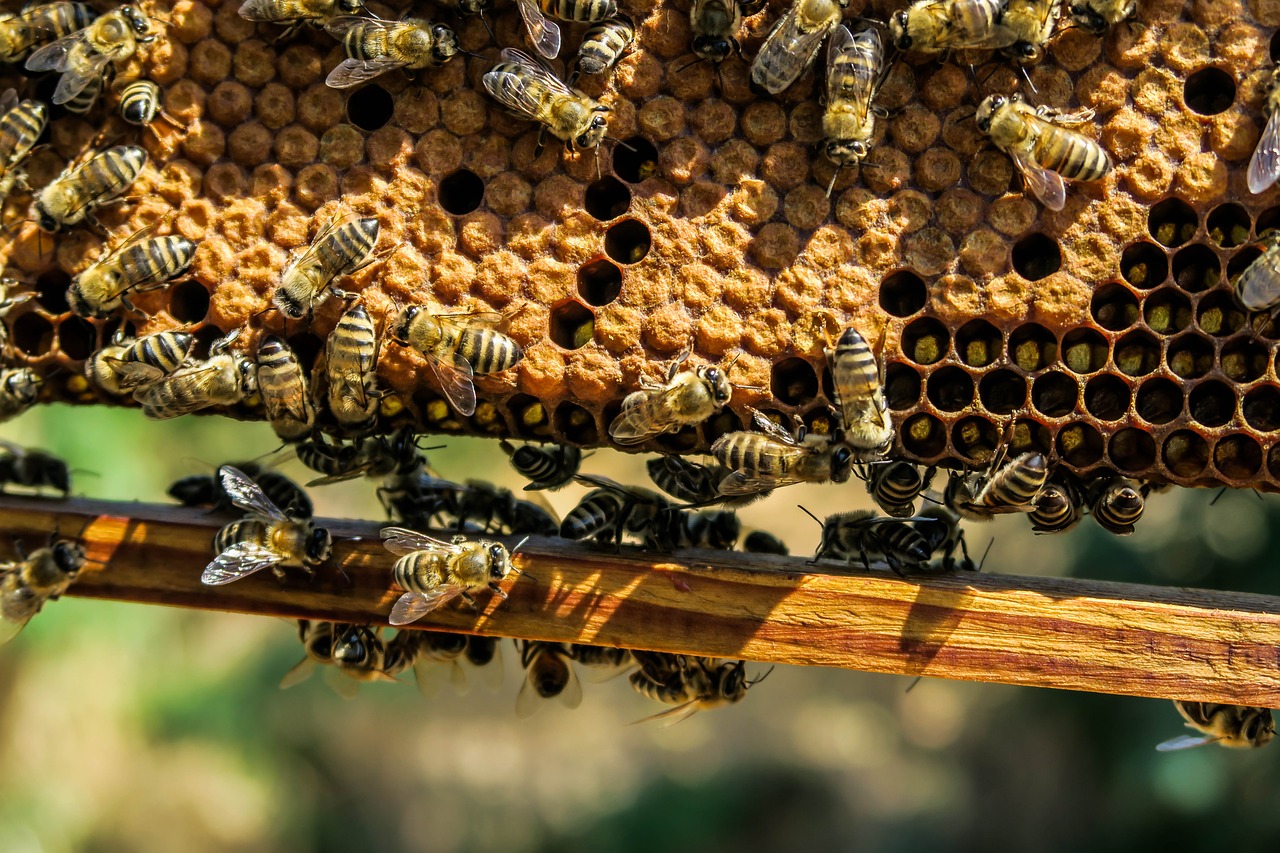 Les meilleurs livres sur l'apiculture et les abeilles